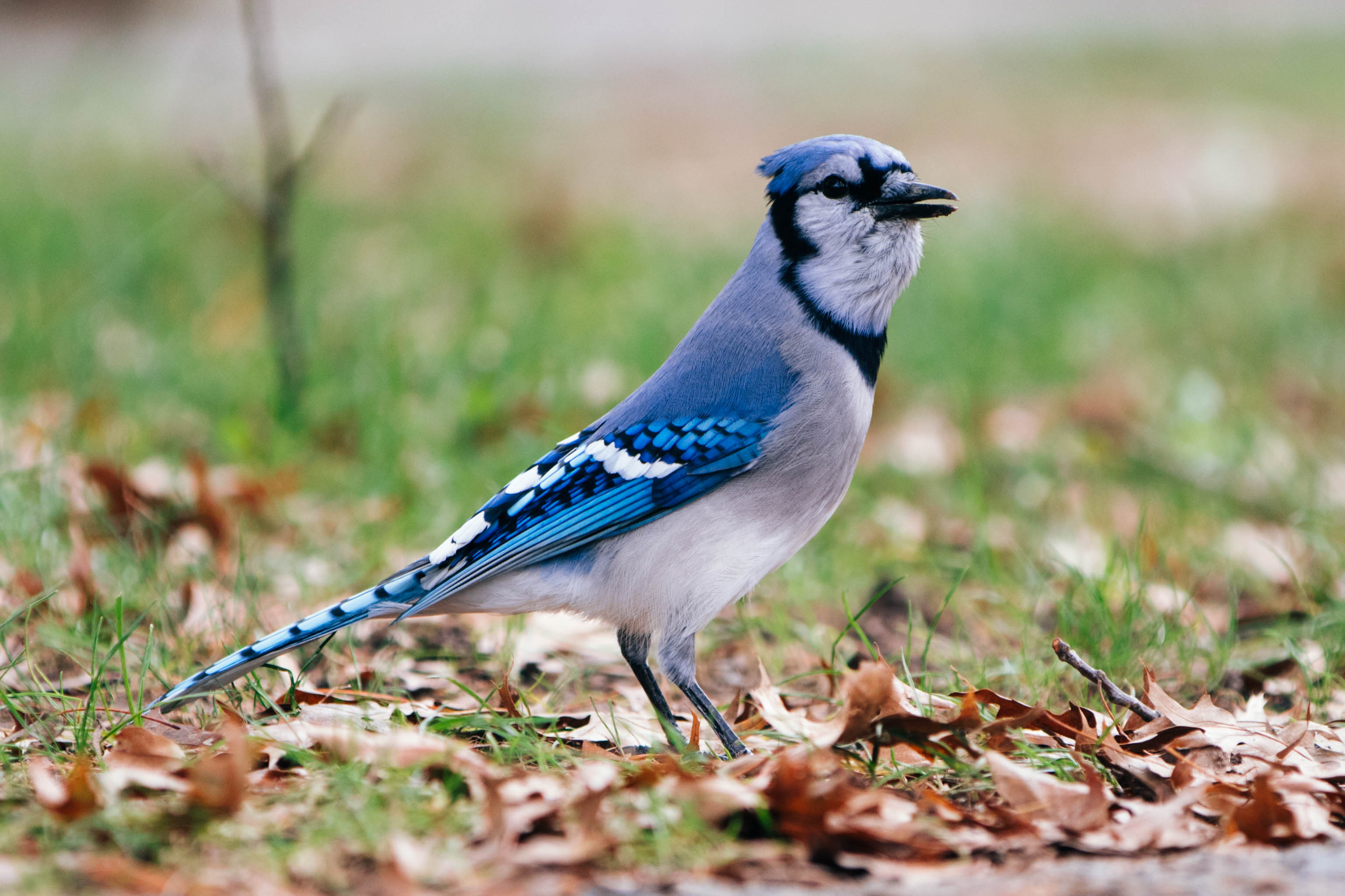 bluejay
